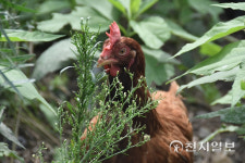 [탐방] 청주 청남대 무료 캠핑장·텐트 하우스서 웰빙푸드·낭만 즐겨요   