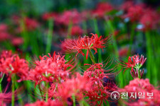 [천지포토] 가을… 여수 흥국사, 꽃무릇 개화