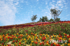 신안군 섬 맨드라미 랜선축제 개최한다