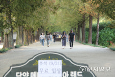 [천지포토] 추석 연휴 담양 메타세쿼이아 길 산책 즐겨요