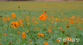 [천지포토] 학원농장 코스모스 만발