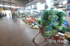 [천지포토] 손님 기다리는 배추