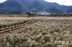 [천지포토] 가을옷으로 갈아입은 강진만생태공원