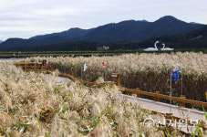 [천지포토] 가을옷으로 갈아입은 강진만생태공원