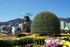 마산국화축제장에서 내 사랑을 받아줘