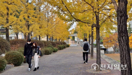 [천지포토] 대전, 노란 은행잎 아래 익는 사랑