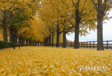 [천지포토] 황금색으로 물든 아산 곡교천 은행나무길