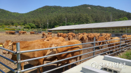 전남도 깨끗한 축산농장 1347개 전국서 가장 많아