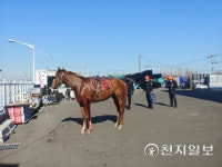 부산 강서구 경마장서 말 탈출… 차량 2대와 충돌