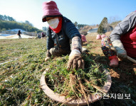 충남 태안군 겨울철 효자 작목 냉이·달래 수확 한창