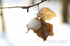 [천지포토] 나뭇가지 위 눈꽃