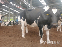 홍천군, 가축사육환경 개선으로 지역주민 갈등 해소