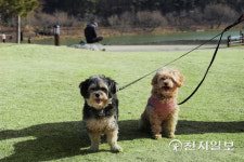 전남도, 반려인 1천만 시대 산책 관광코스 선정