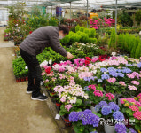 [포토에세이] 수락산 아래 만개한 봄기운 장암화훼단지