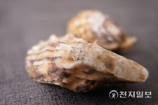 신안군 1004굴 친환경 개체굴 양식 산업화 순항
