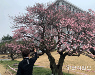 [천지포토] 대명매 전남대 홍매화 찰칵