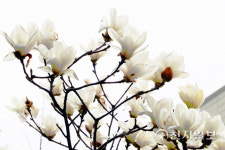 [천지포토] 봄 향기에 희고 순결한 목련화 만발