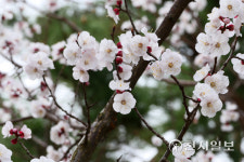 [천지포토] 봄바람 타고 살구꽃 활짝