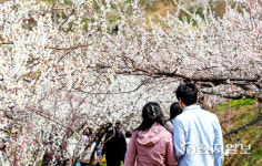 [포토에세이] 산천 봄(春) 향기에 내 마음도 설레다