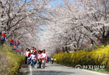인천 강화 800미터 벚꽃 터널 장관… 북문 벚꽃 길 개방
