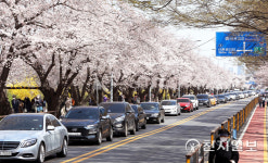 [천지포토] 여의도 벚꽃길 차량 정체