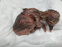 경남 우포따오기, 첫 산란 후 28일만에 부화