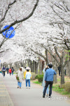 [지역명소] 흩날리는 꽃바람 설레고 들뜨게 하는 봄 소풍 벚꽃 터널 속으로