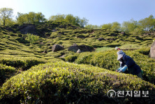차 시배지 하동군 화개면 생산 야생햇차 출하 시작