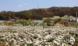 [천지포토] 넓게 펼쳐진 배꽃