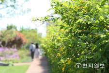 [천지포토] 봄 햇살에 빛나는 초록 잎