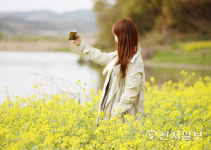[천지포토] 섬진강 곡성 구간 제월섬 노란 유채꽃에서 한컷