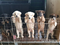 진주시, 반려동물 등록비·진료비·입양비 지원 확대