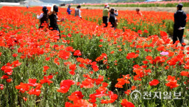 하동군, 내달 북천 꽃양귀비 꽃단지 개방… 케이블카로 절경 한눈에