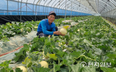 천안시 특산품 하늘그린 멜론 첫 수확·출하