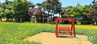 천안시, '봉선 홍경사 갈기비' 주변 조성한 유채꽃 만발