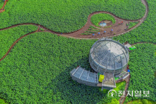 다시 만나는 무안연꽃축제, 일로읍 회산백련지에서 열린다