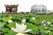 다시 만나는 무안연꽃축제, 일로읍 회산백련지에서 열린다