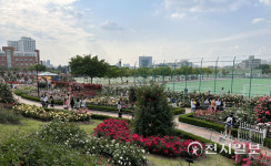 [천지포토] 조선대학교 장미원 전경