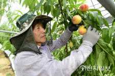 남원시, 춘향골 복숭아 첫 출하