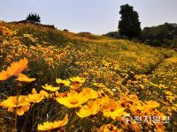 순천드라마촬영장, 만개한 황금빛 금계국 관광객 맞이