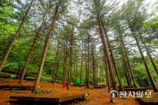 [포토에세이] 치유의 숲길 여행 자연휴양림으로 떠나라