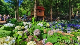 [천지포토] 보성 윤제림에 수국 ‘활짝’