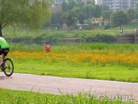 [영상] 대전 유등천, 황화코스모스 물결… 운동하는 시민