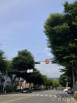 안성시, 가로수 전정 공사 진행