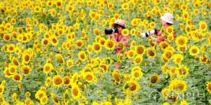 [천지포토] 해바라기 만개