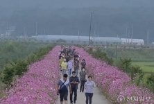 이천시, 제1회 ‘호법의 숲 코스모스길 걷기’ 대회