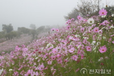 곡성군, 석곡 코스모스음악회 내달 1일 개최