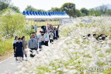[포토] 영산강 서창들녘 억새축제 하루 앞