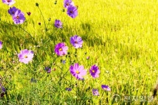 [포토] 가을 황금 들녘에 핀 ‘코스모스’