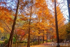 [지역명소] 대전 동구 상소동 산림욕장과 오토캠핑장… “이국적 돌탑 사이로 낙엽 밟으며 느끼는 만추”
